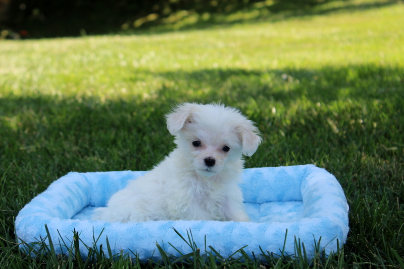 puppy, for, sale, Maltese, Matthew B. Stoltzfus, dog, breeder, Gap, PA, dog-breeder, puppy-for-sale, forsale, nearby, find, puppyfind, locator, puppylocator, aca